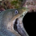 moray_spotted_fine_ull_ci_v_0053_cos1382.jpg